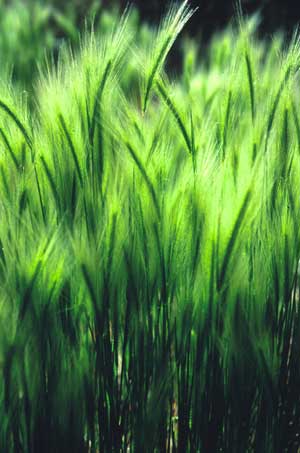 Grasses, Santa Fe, New Mexico